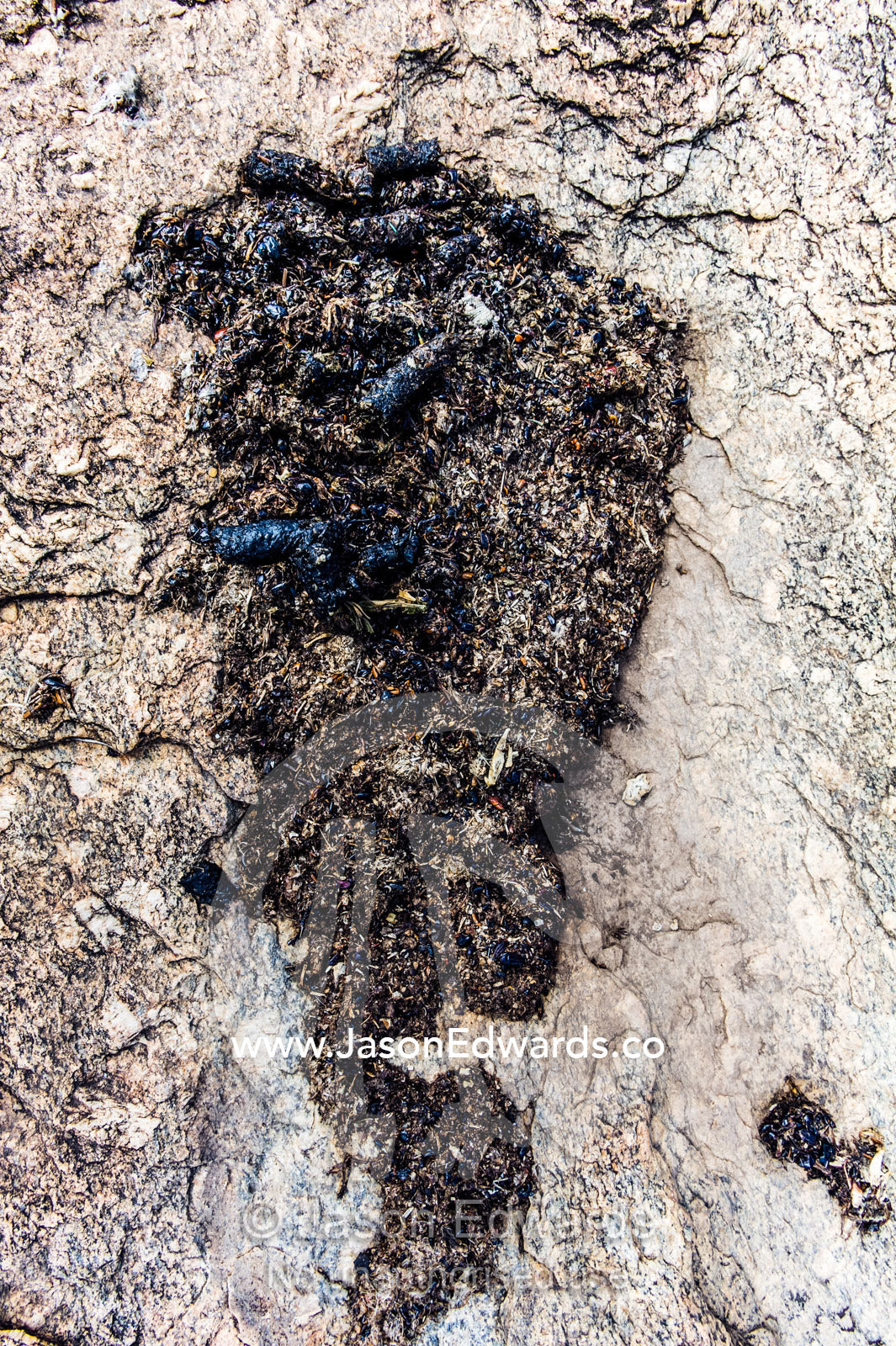A pile of faeces from an African civet is know as a latrine and marks out territory. Ngorongoro Conservation Area, Ngorongoro District, Tanzania.