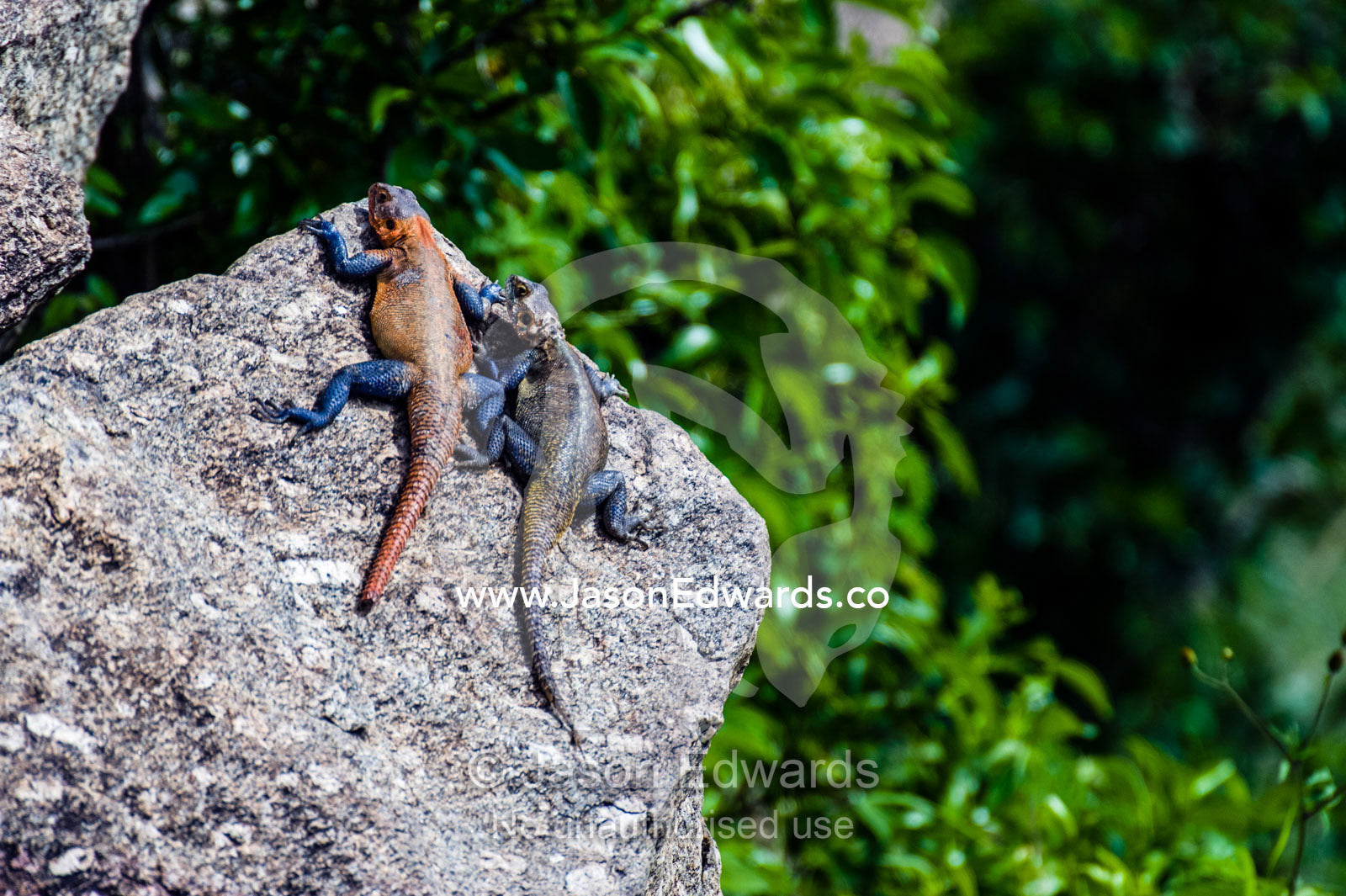 A male and female Mwanza Flat-headed Rock Agama sun basking on a rock ledge. Ngorongoro Conservation Area, Ngorongoro District, Tanzania.