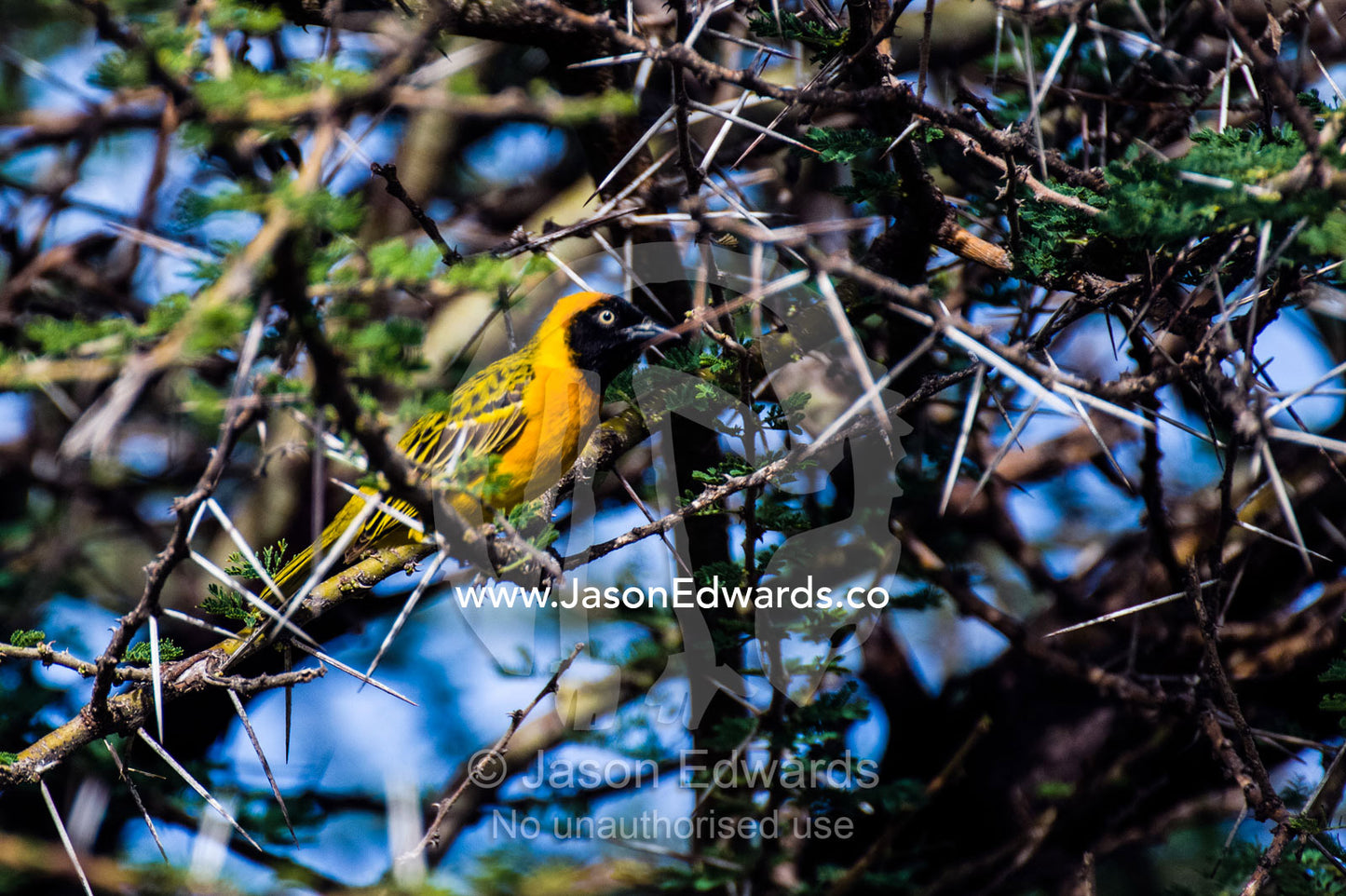 Lesser Masked Weaver roosting in a thorny acacia tree. Ngorongoro Conservation Area, Ngorongoro District, Tanzania.