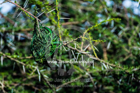 A next of dry grass woven by a Lesser Masked Weaver hangs from a thorny Acacia tree branch. Serengeti National Park, Serengeti, World Heritage Site, Tanzania.
