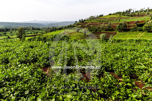 Lush, green farm crops growing in rows in rich volcanic soil on a hillside. Karatu, Rhotia Valley, Karatu District, Arusha Region, Tanzania.
