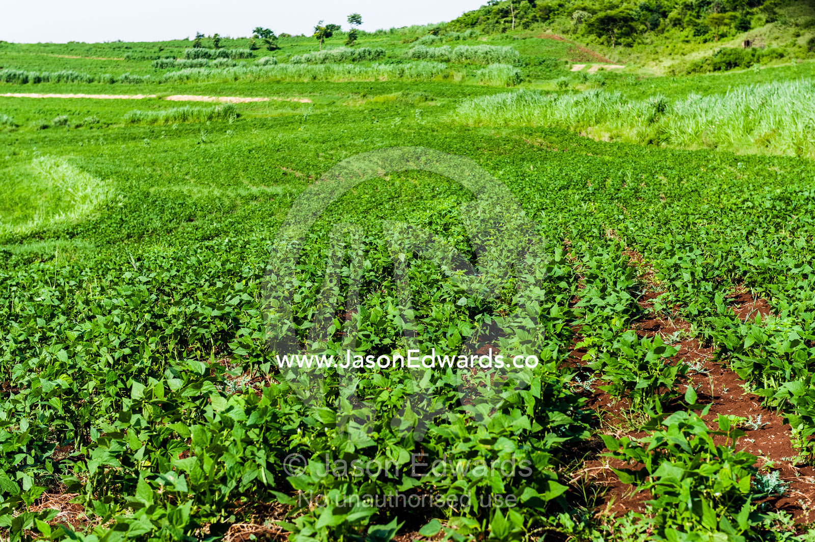 Lush, green farm crops growing in rows in rich volcanic soil on a hillside. Karatu, Rhotia Valley, Karatu District, Arusha Region, Tanzania.