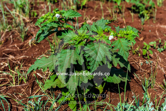 A toxic Datura plant cultivated for it's hallucinogenic properties. Karatu, Rhotia Valley, Karatu District, Arusha Region, Tanzania.