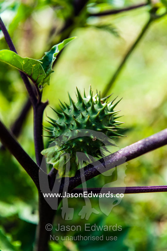 The spiny fruit of a toxic Datura plant cultivated for it's hallucinogenic properties. Karatu, Rhotia Valley, Karatu District, Arusha Region, Tanzania.