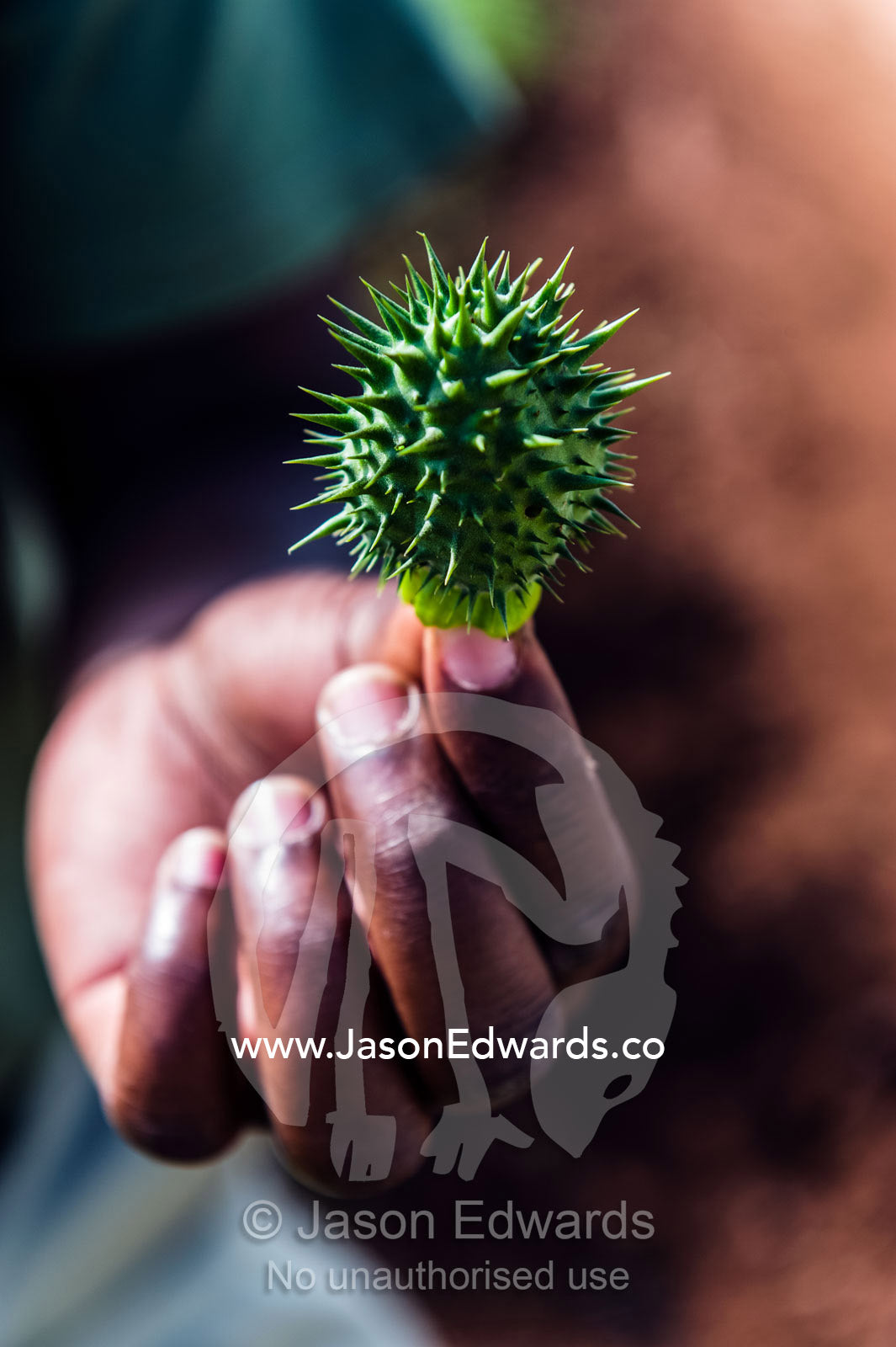 The spiny fruit of a toxic Datura plant cultivated for it's hallucinogenic properties. Karatu, Rhotia Valley, Karatu District, Arusha Region, Tanzania.