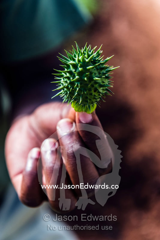 The spiny fruit of a toxic Datura plant cultivated for it's hallucinogenic properties. Karatu, Rhotia Valley, Karatu District, Arusha Region, Tanzania.