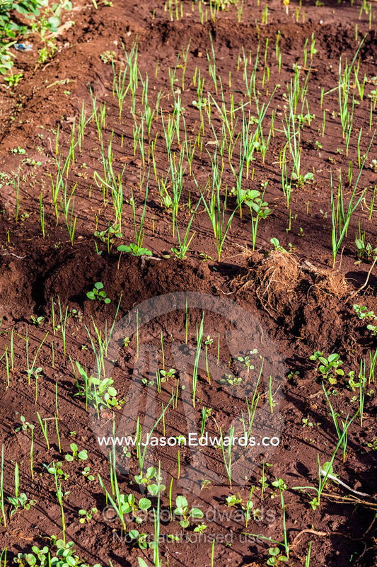 Young onion plants sprouting from rich volcanic soil in an organic garden. Karatu, Rhotia Valley Lodge, Rhotia Valley, Karatu District, Arusha Region, Tanzania.