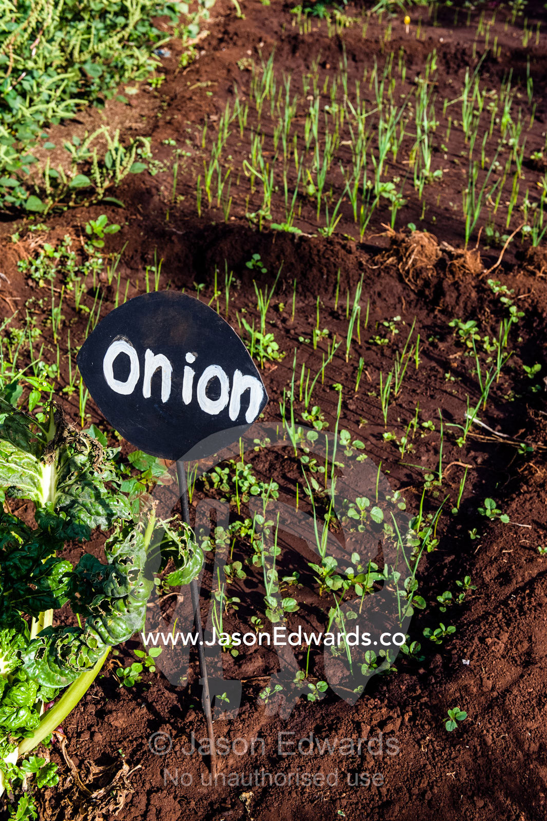 A sign indicating young onion plants sprouting from rich volcanic soil in an organic garden. Karatu, Rhotia Valley Lodge, Rhotia Valley, Karatu District, Arusha Region, Tanzania.