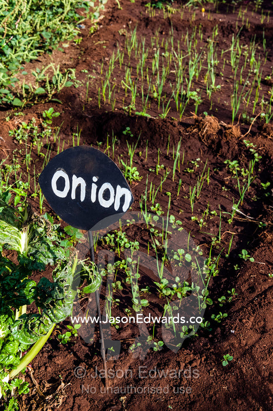 A sign indicating young onion plants sprouting from rich volcanic soil in an organic garden. Karatu, Rhotia Valley Lodge, Rhotia Valley, Karatu District, Arusha Region, Tanzania.