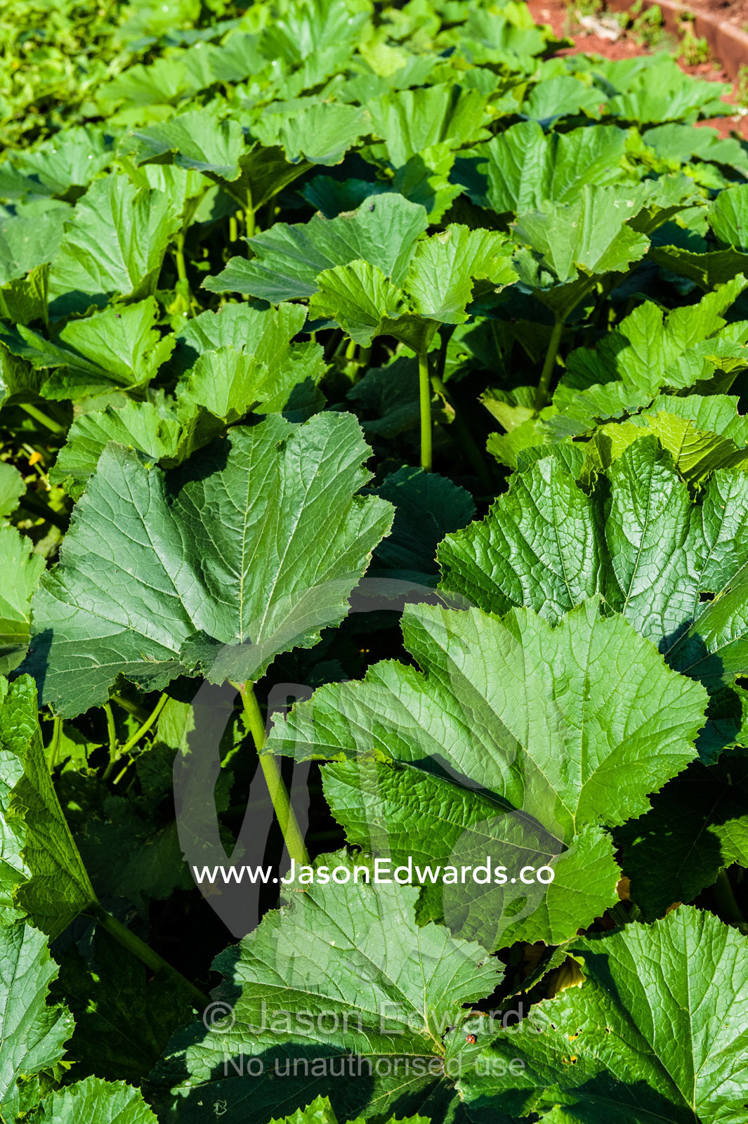 The broad, lush leaves of zucchini growing in an organic vegetable garden. Karatu, Rhotia Valley Lodge, Rhotia Valley, Karatu District, Arusha Region, Tanzania.