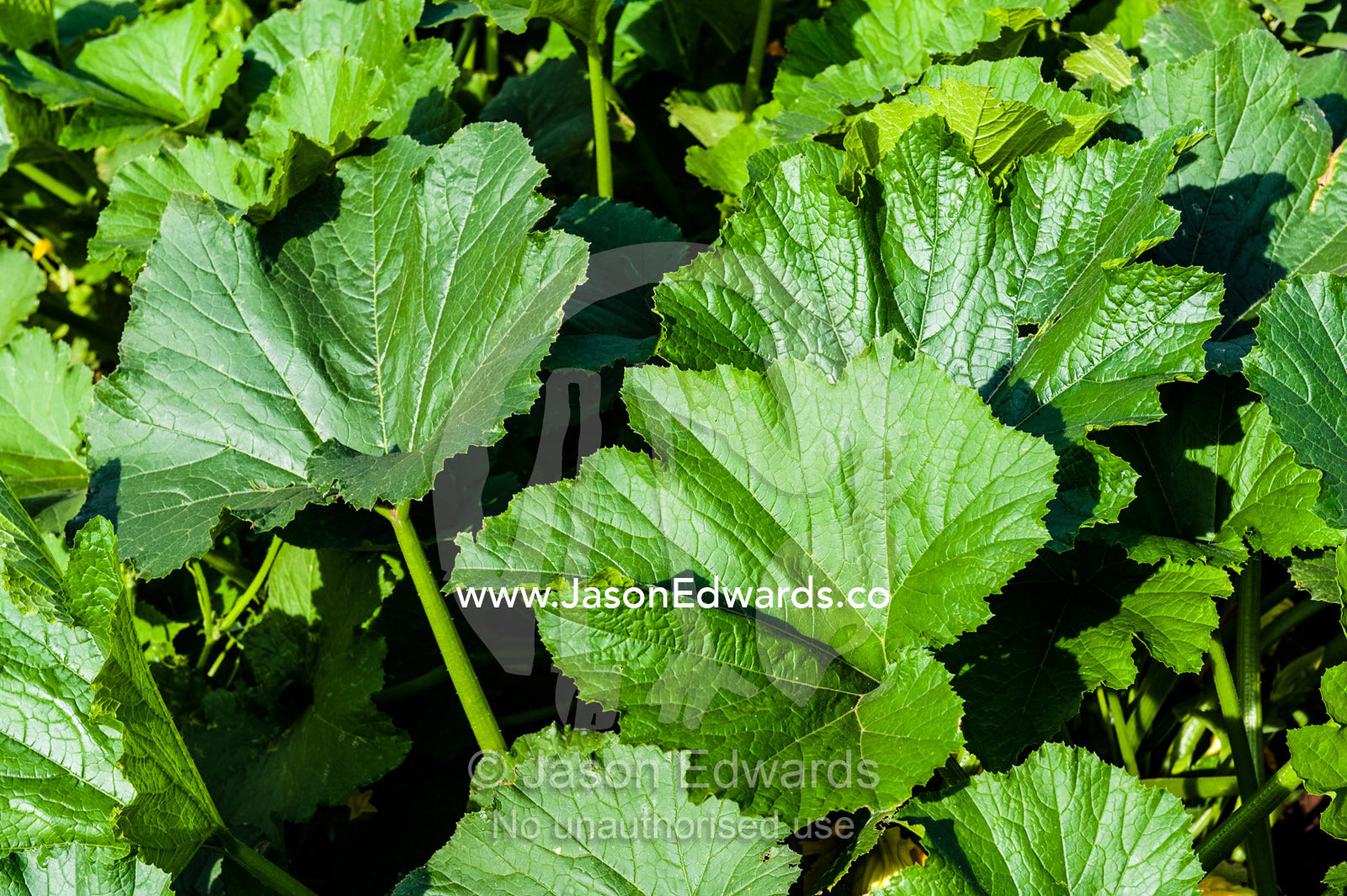 The broad, lush leaves of zucchini growing in an organic vegetable garden. Karatu, Rhotia Valley Lodge, Rhotia Valley, Karatu District, Arusha Region, Tanzania.
