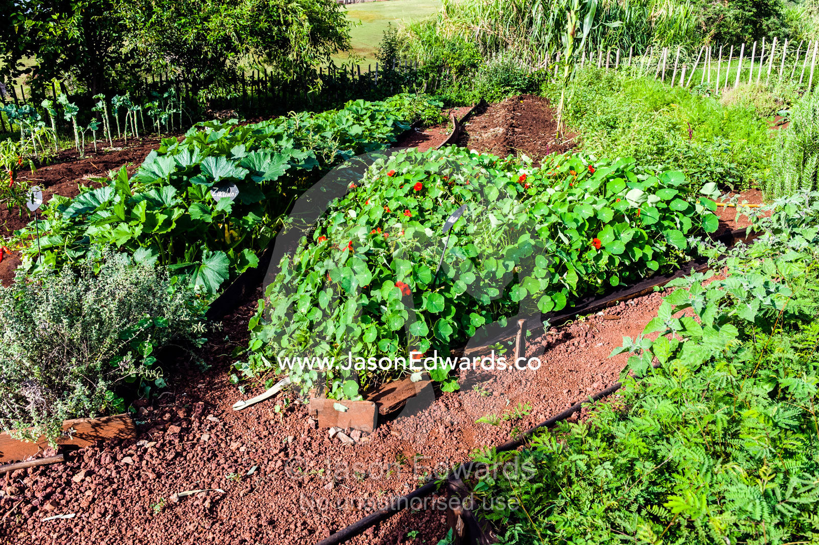 A lush bed of Nasturtium salad and other healthy plants like Marjoram in an organic vegetable garden. Karatu, Rhotia Valley Lodge, Rhotia Valley, Karatu District, Arusha Region, Tanzania.