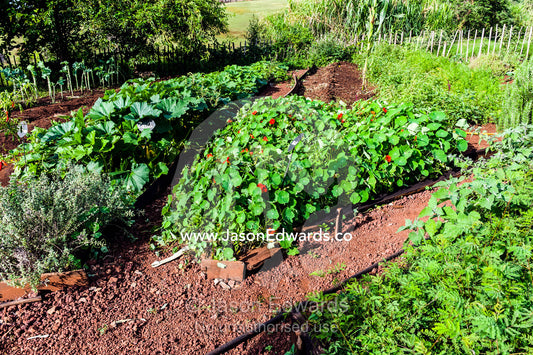 A lush bed of Nasturtium salad and other healthy plants like Marjoram in an organic vegetable garden. Karatu, Rhotia Valley Lodge, Rhotia Valley, Karatu District, Arusha Region, Tanzania.
