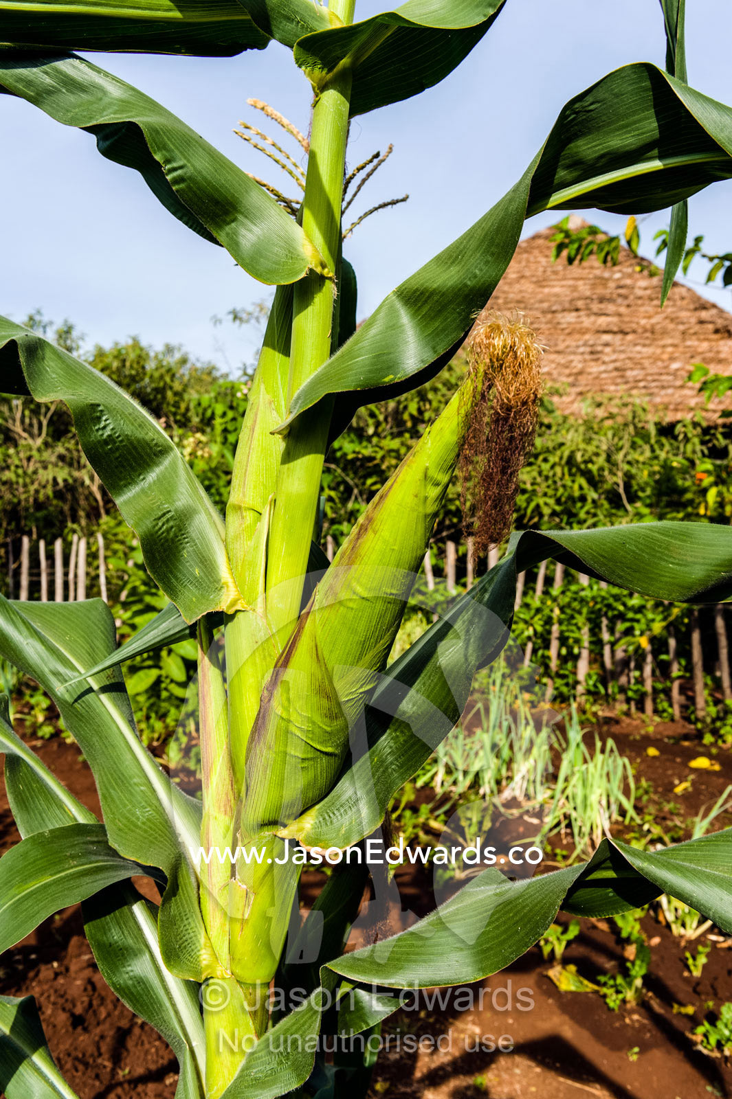An ear of corn sprouting from an organic vegetable garden. Karatu, Rhotia Valley Lodge, Rhotia Valley, Karatu District, Arusha Region, Tanzania.