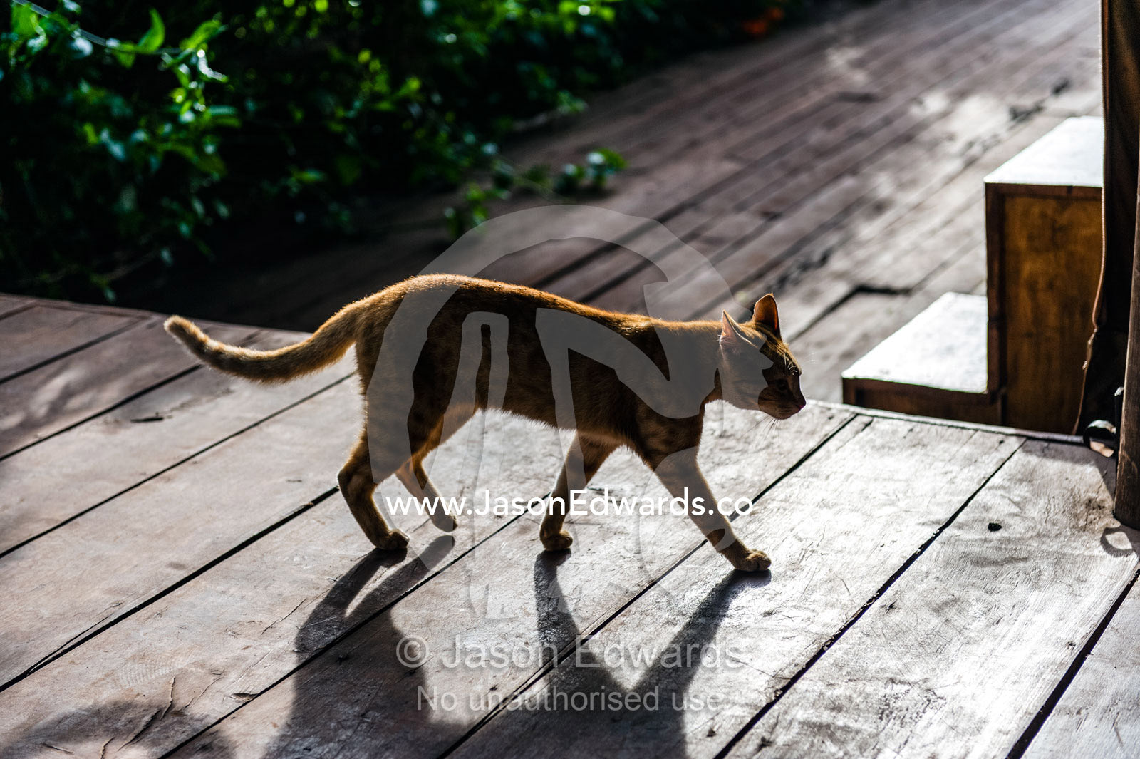 A domestic cat walking across the timber deck of a safari lodge at dawn. Karatu, Rhotia Valley Lodge, Rhotia Valley, Karatu District, Arusha Region, Tanzania.