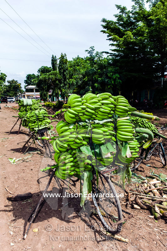 Bunches of ripe bananas for sale on the back of bicycles at a roadside market. Mto Wa Mbu, Lake Manyara National Park, Monduli District, Arusha Region, Tanzania.