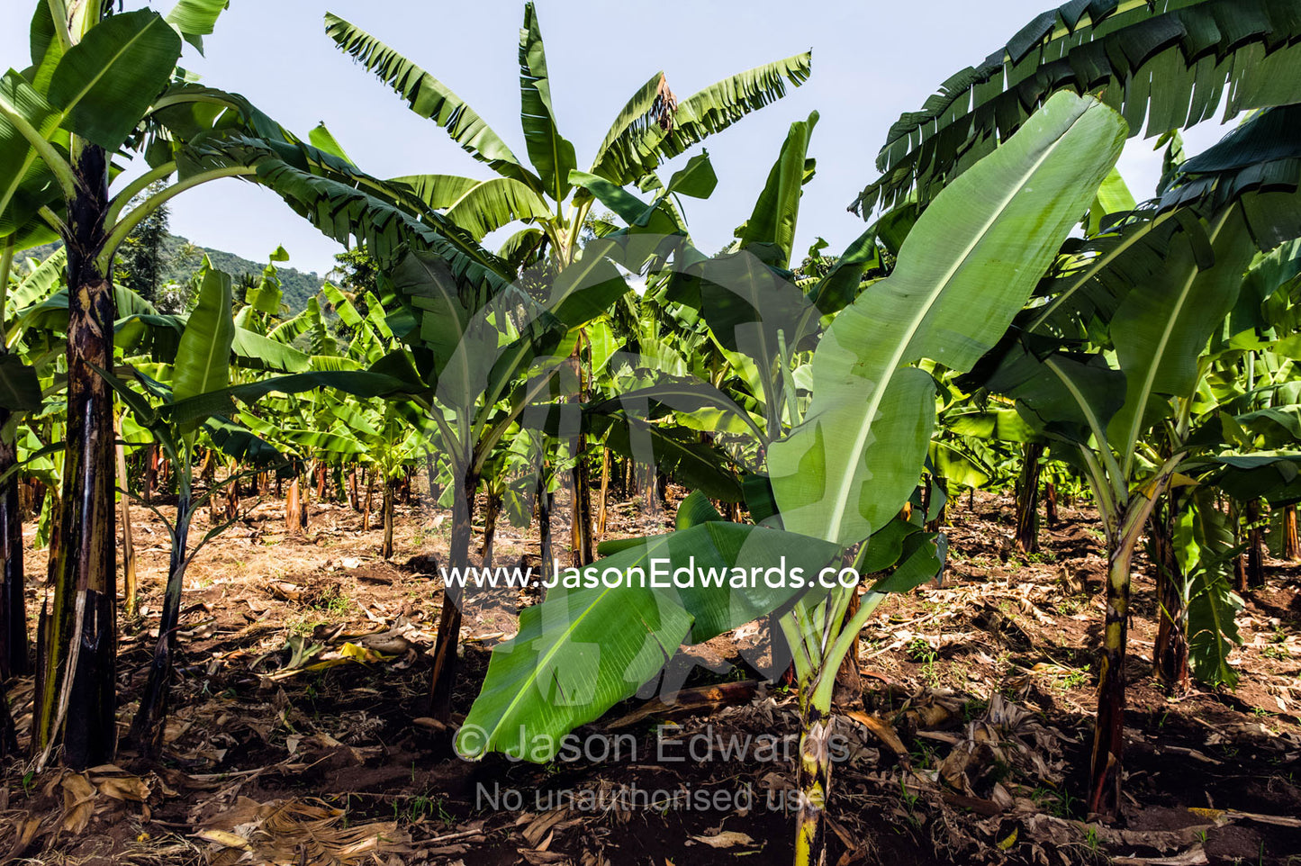 Immature banana trees growing in an orchard on the outskirts of a village. Mto Wa Mbu, Lake Manyara National Park, Monduli District, Arusha Region, Tanzania.