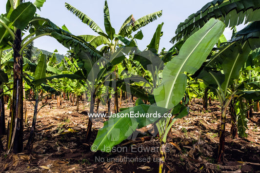 Immature banana trees growing in an orchard on the outskirts of a village. Mto Wa Mbu, Lake Manyara National Park, Monduli District, Arusha Region, Tanzania.