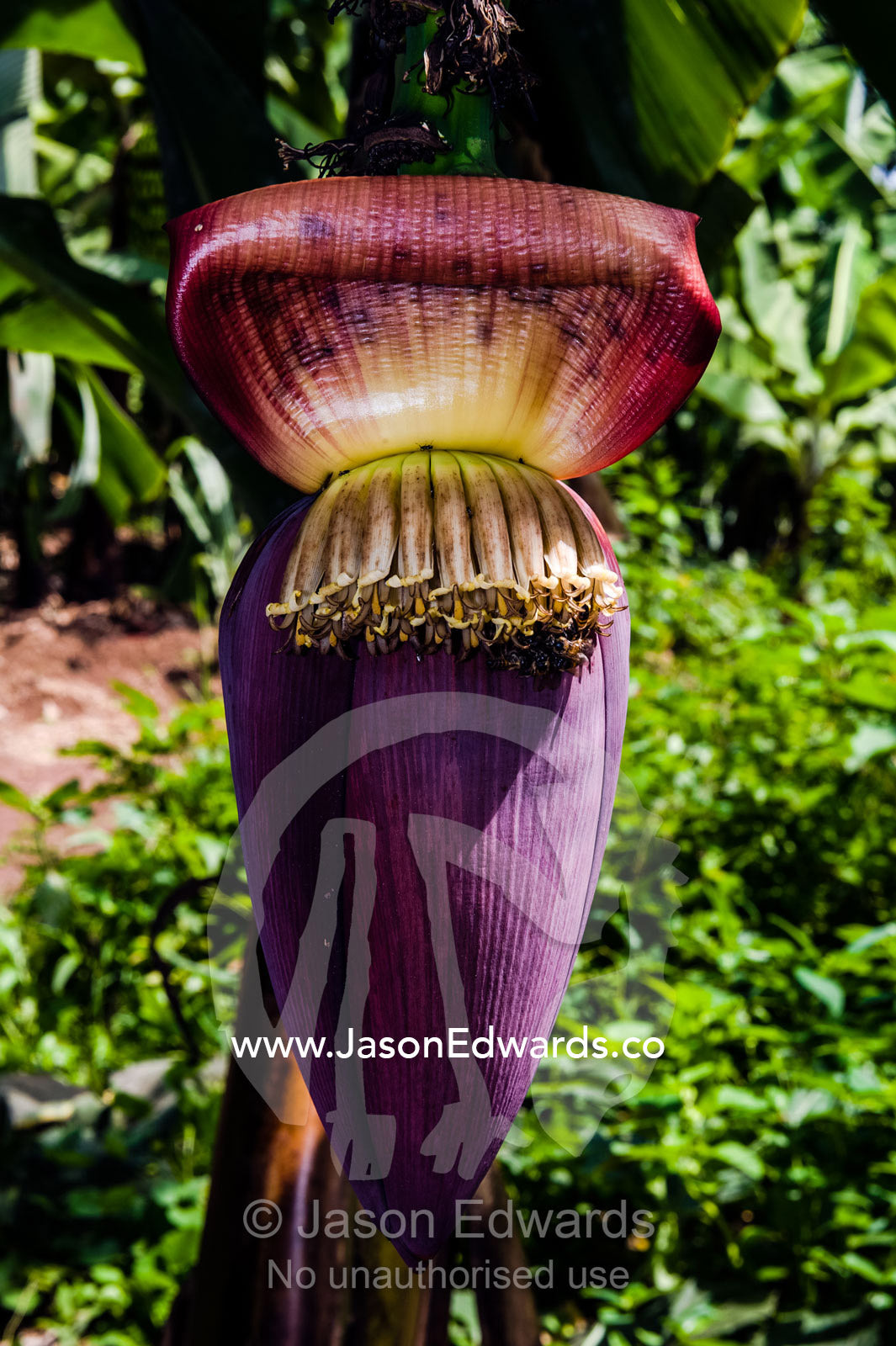 An enormous banana tree flower spike showing the inflorescence partially opened. Mto Wa Mbu, Lake Manyara National Park, Monduli District, Arusha Region, Tanzania.