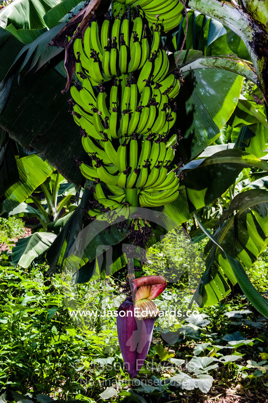 A Banana tree showing bunches of fruit and flower spike known as an inflorescence. Mto Wa Mbu, Lake Manyara National Park, Monduli District, Arusha Region, Tanzania.