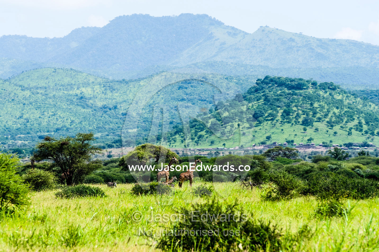 A Giraffe family browsing among open woodland at the foot of rugged hills. Arusha, Arusha District, Tanzania.