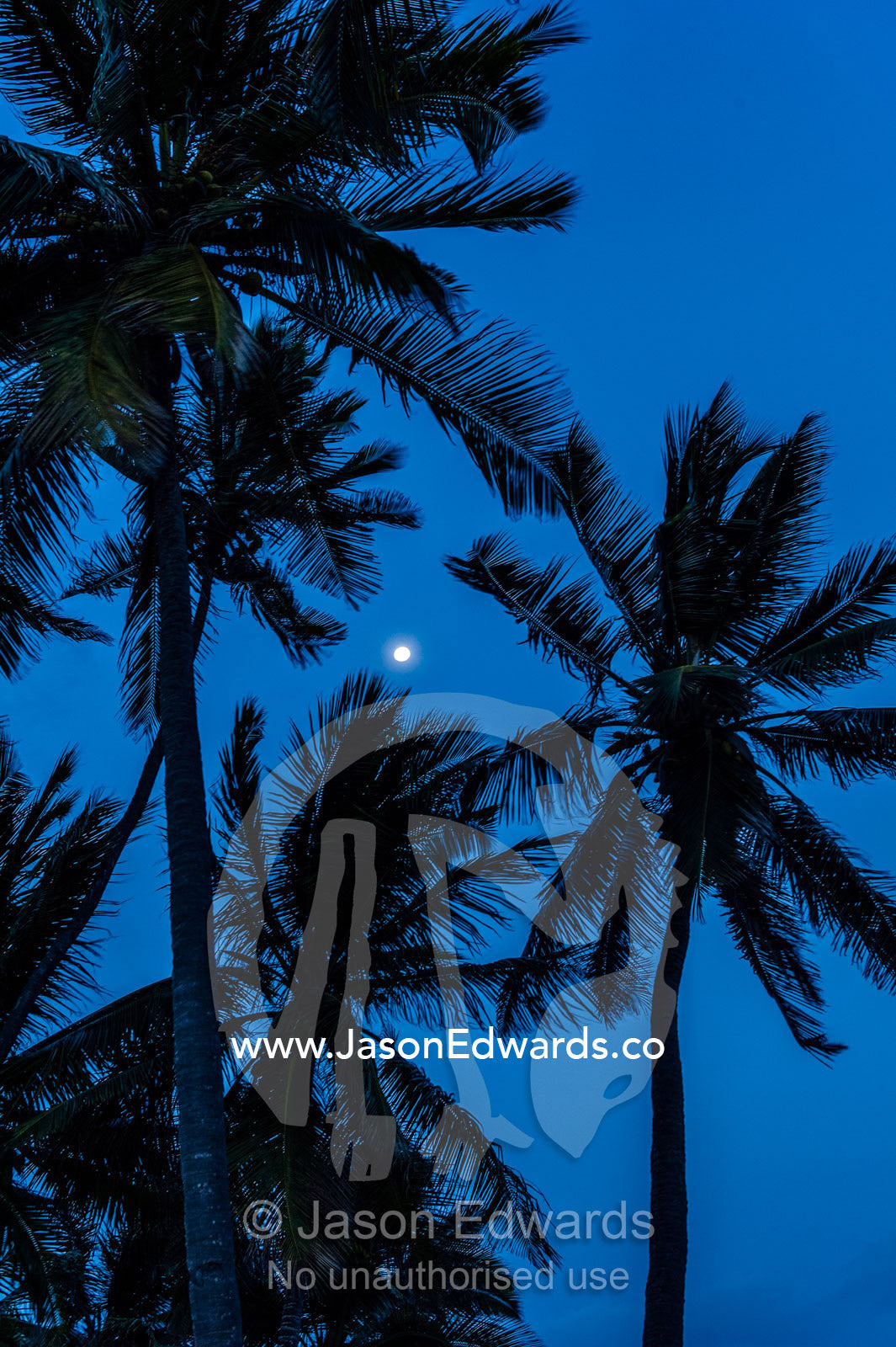 Palm tree fronds blowing in the wind silhouetted against a night sky and full moon. Bwejuu, Echo Beach Hotel, Echo Beach, Unguja Island, Zanzibar, Tanzania.