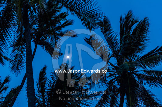Palm tree fronds blowing in the wind silhouetted against a night sky and full moon. Bwejuu, Echo Beach Hotel, Echo Beach, Unguja Island, Zanzibar, Tanzania.