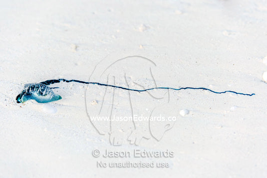A Portuguese Man-of-War pushed onto a white sandy beach by strong winds and the high tide. Bwejuu, Echo Beach Hotel, Echo Beach, Unguja Island, Zanzibar, Tanzania.