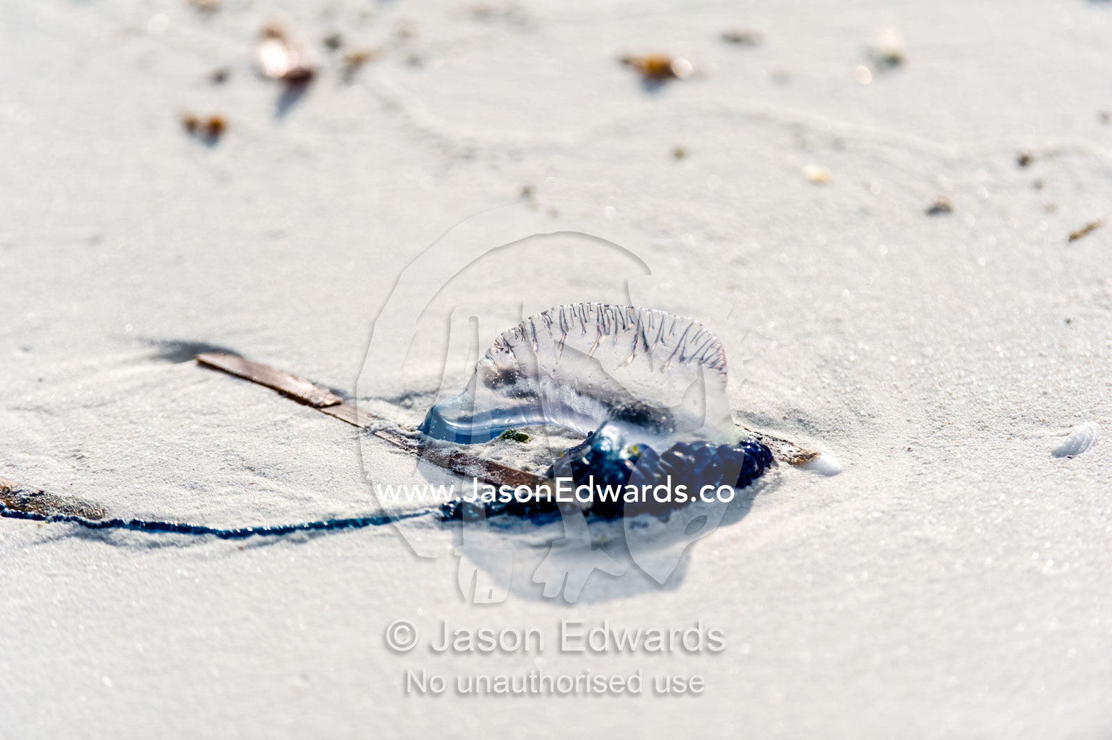 The gas-filled float and crest of a Portuguese Man-of-War pushed onto a white sandy beach by strong winds and the high tide. Bwejuu, Echo Beach Hotel, Echo Beach, Unguja Island, Zanzibar, Tanzania.