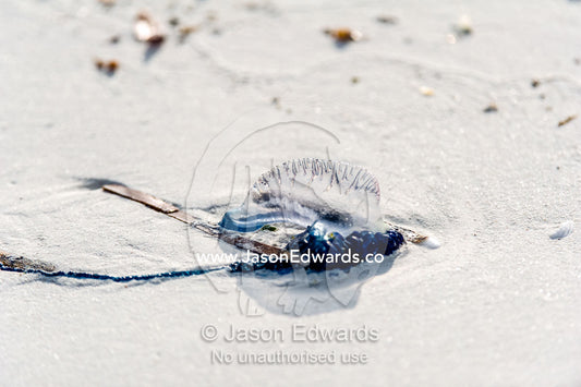 The gas-filled float and crest of a Portuguese Man-of-War pushed onto a white sandy beach by strong winds and the high tide. Bwejuu, Echo Beach Hotel, Echo Beach, Unguja Island, Zanzibar, Tanzania.