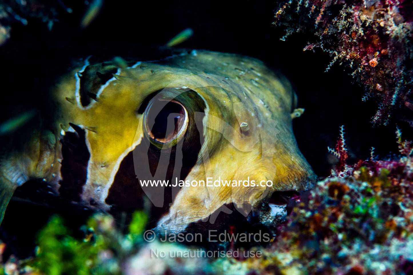 The large eye of a Porcupine Fish peering from a cave where it is sheltering in a tropical coral reef outcrop. Bwejuu, Baobab Reef, Unguja Island, Zanzibar, Tanzania.