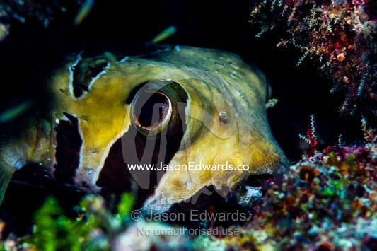 The large eye of a Porcupine Fish peering from a cave where it is sheltering in a tropical coral reef outcrop. Bwejuu, Baobab Reef, Unguja Island, Zanzibar, Tanzania.