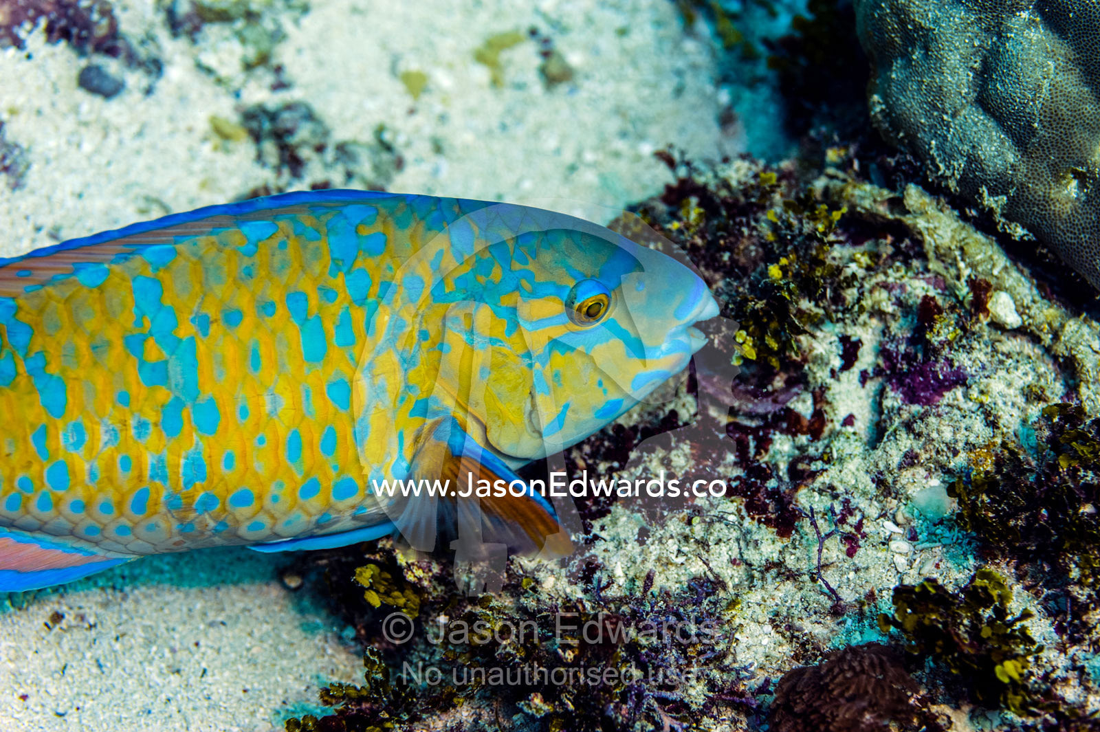 A Blue-barred Parrotfish feeding on a tropical coral reef using it's hard pointed beak. Bwejuu, Baobab Reef, Unguja Island, Zanzibar, Tanzania.