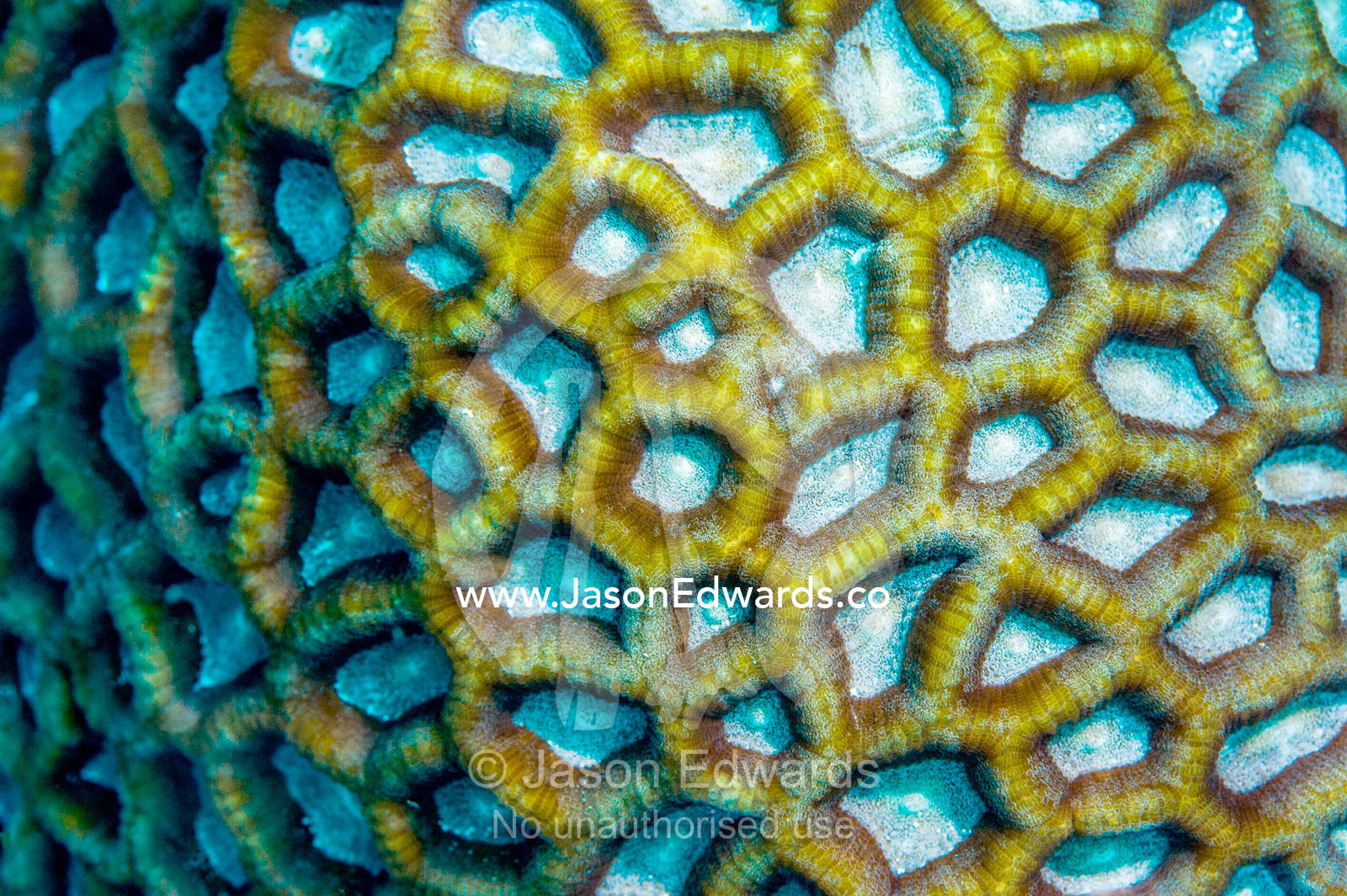Ribbed compartments on the surface of a hard Brain Coral,  Platygyra crosslandi, on a tropical reef. Bwejuu, Baobab Reef, Unguja Island, Zanzibar, Tanzania.