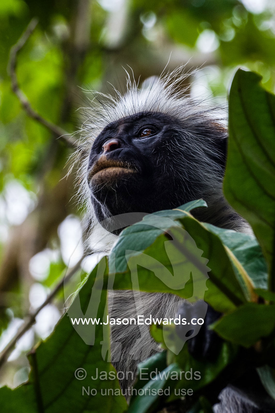 An inquisitive Zanzibar Red Colobus peering from the canopy of a Coral Rag Forest. Unguja Island, Jozani Chwaka Bay National Park, Zanzibar, Tanzania