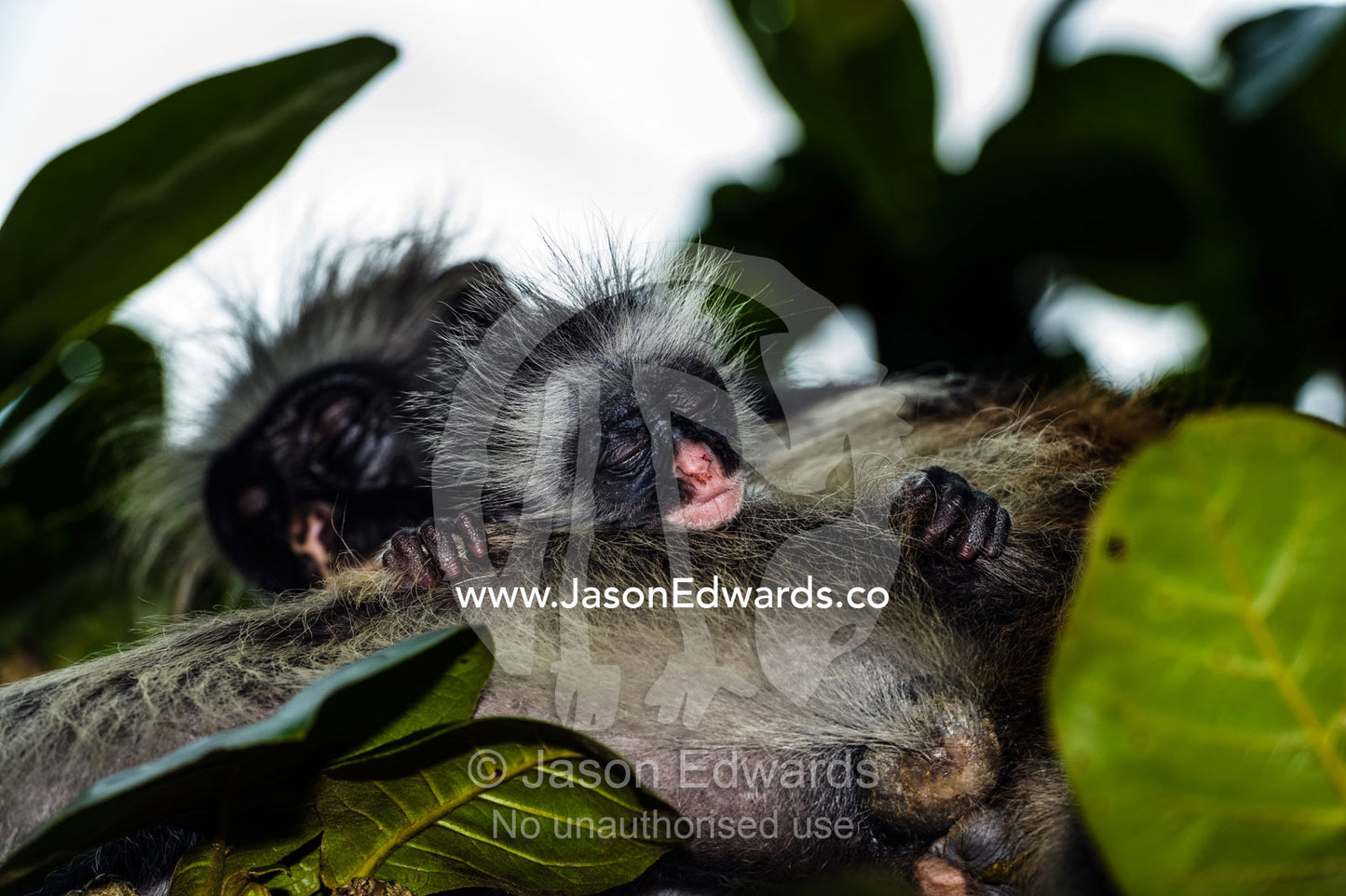 A Zanzibar Red Colobus sleeping in a Coral Rag Forest canopy with her infant. Unguja Island, Jozani Chwaka Bay National Park, Zanzibar, Tanzania