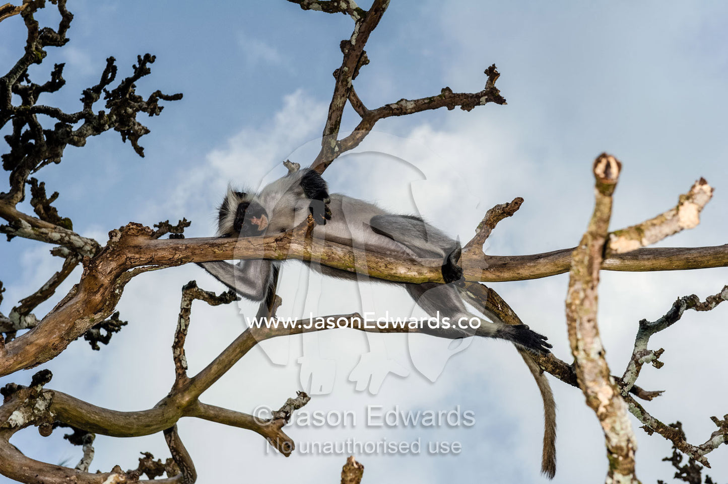 A Zanzibar Red Colobus sleeping in tree denuded by over-browsing. Unguja Island, Jozani Chwaka Bay National Park, Zanzibar, Tanzania