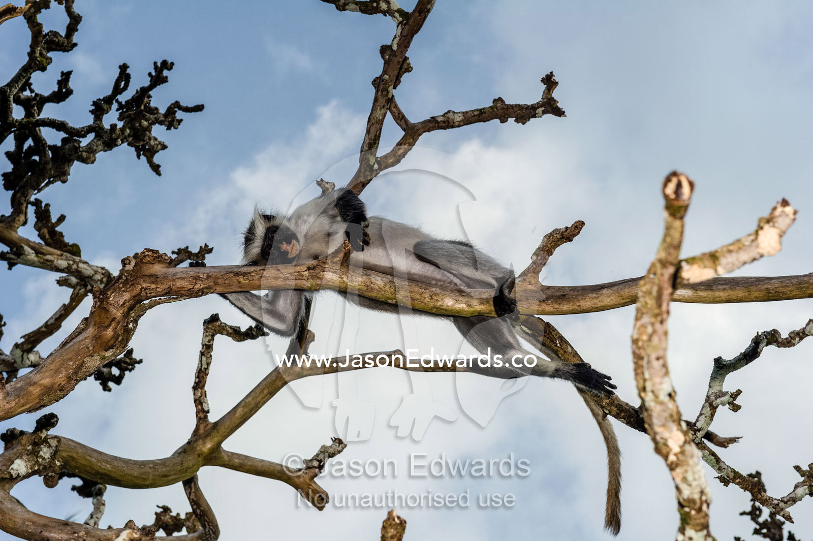 A Zanzibar Red Colobus sleeping in tree denuded by over-browsing. Unguja Island, Jozani Chwaka Bay National Park, Zanzibar, Tanzania