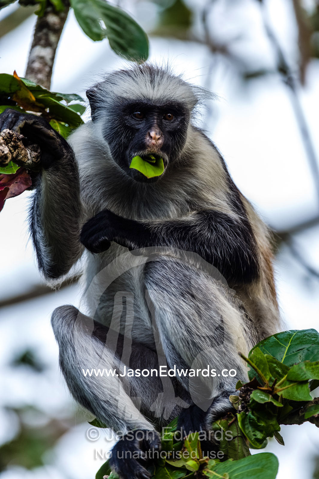 A Zanzibar Red Colobus feeding on leaves in a Coral Rag Forest. Unguja Island, Jozani Chwaka Bay National Park, Zanzibar, Tanzania