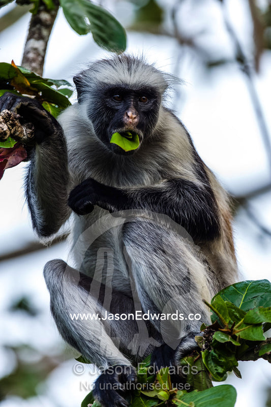A Zanzibar Red Colobus feeding on leaves in a Coral Rag Forest. Unguja Island, Jozani Chwaka Bay National Park, Zanzibar, Tanzania