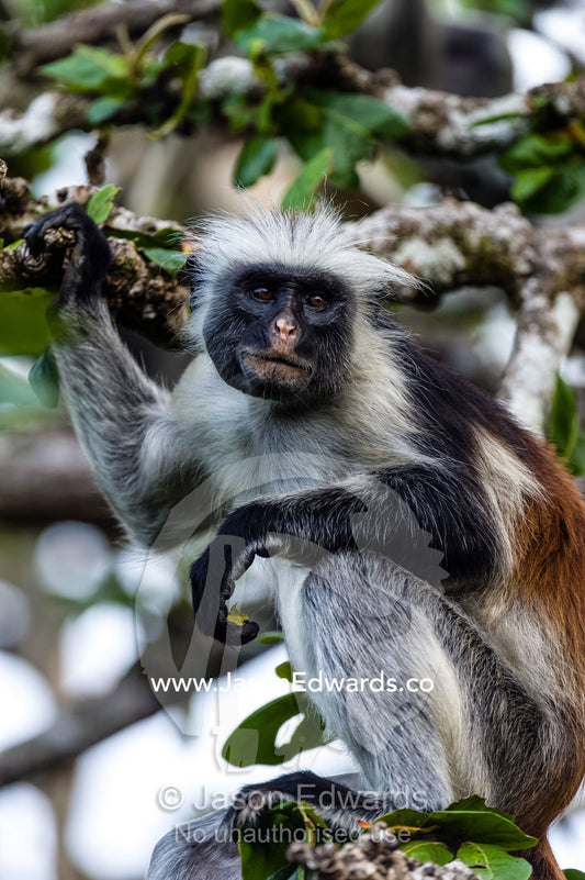A Zanzibar Red Colobus resting on a branch in a Coral Rag Forest. Unguja Island, Jozani Chwaka Bay National Park, Zanzibar, Tanzania