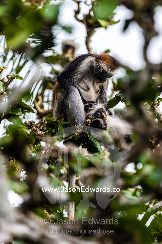 A mother Zanzibar Red Colobus grooming the fur of her infant in a Coral Rag Forest. Unguja Island, Jozani Chwaka Bay National Park, Zanzibar, Tanzania