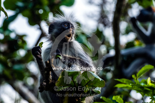 A Zanzibar Red Colobus chewing on leaves in a Coral Rag Forest canopy. Unguja Island, Jozani Chwaka Bay National Park, Zanzibar, Tanzania