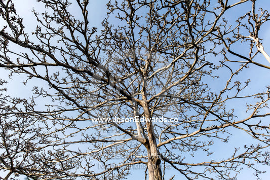 The stark denuded canopy of a Coral Rag Forest after over-browsing by Zanzibar Red Colobus. Unguja Island, Jozani Chwaka Bay National Park, Zanzibar, Tanzania