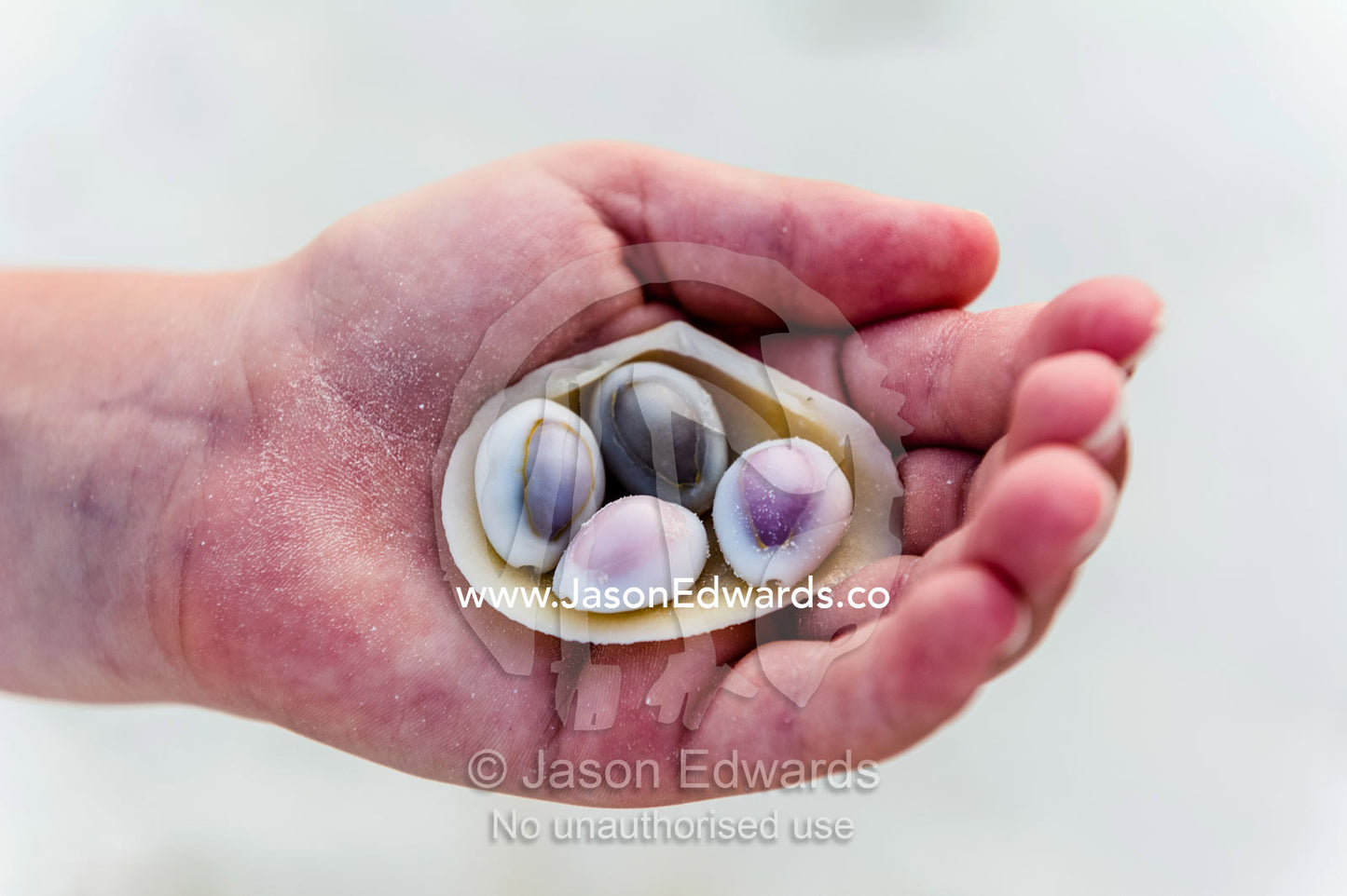 A small boy holding his collection of sea shells found on the beach. Bwejuu, Echo Beach Hotel, Echo Beach, Unguja Island, Zanzibar, Tanzania.