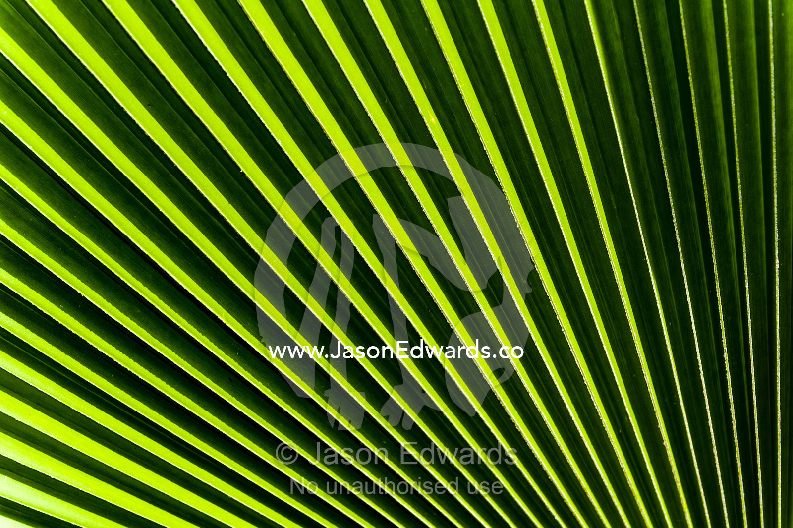 A palm frond opening like a fan to catch the morning sun. Bwejuu, Echo Beach Hotel, Echo Beach, Unguja Island, Zanzibar, Tanzania.