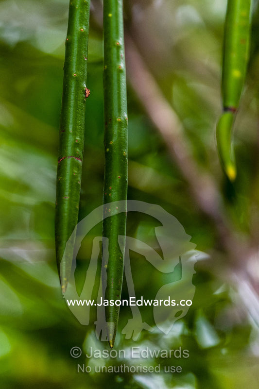 The pointy tips of seed pods from a Mangrove tree hanging over a tidal swamp. Unguja Island, Jozani Chwaka Bay National Park, Zanzibar, Tanzania