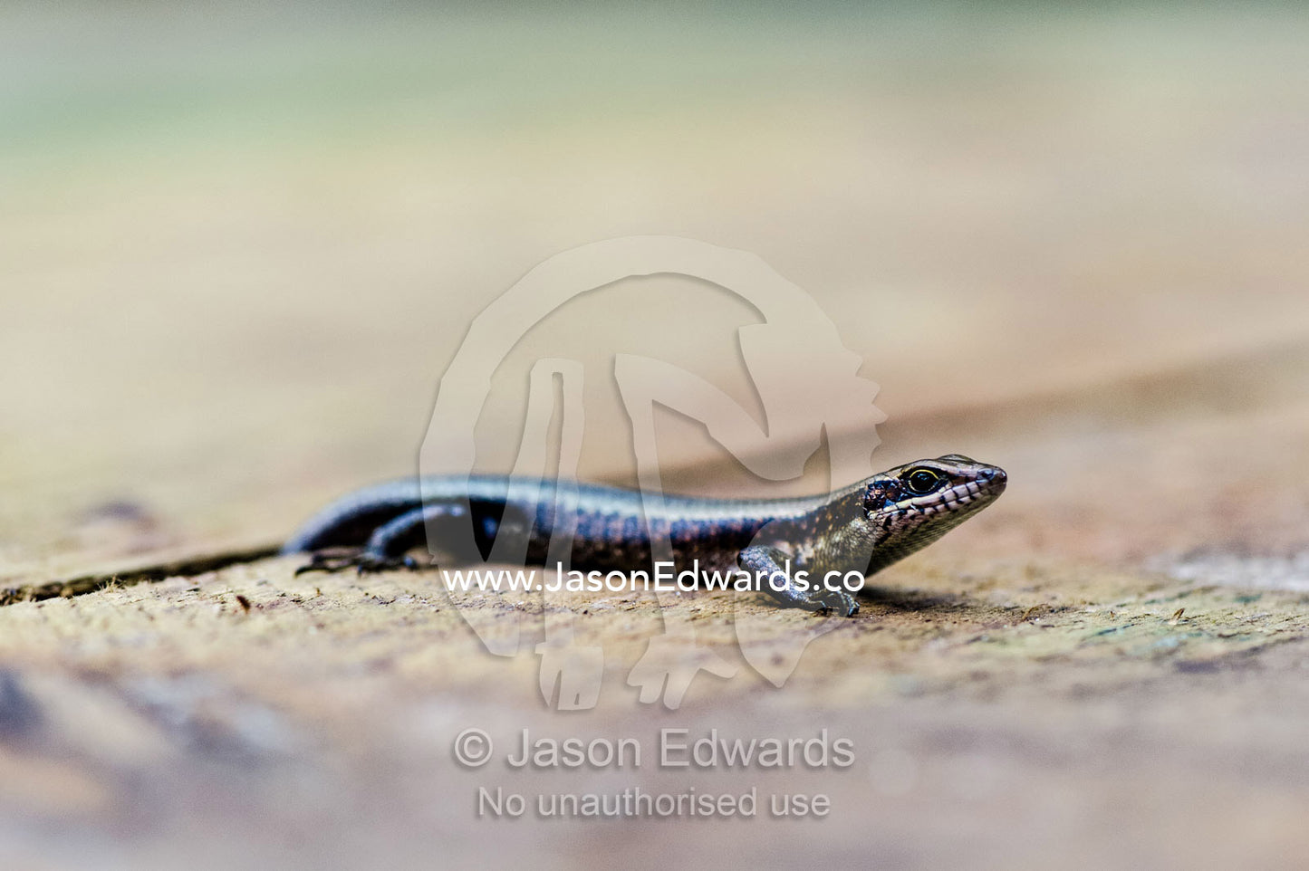 An African Striped Skink emerges from a pine boardwalk to bask in the sun. Unguja Island, Jozani Chwaka Bay National Park, Zanzibar, Tanzania.