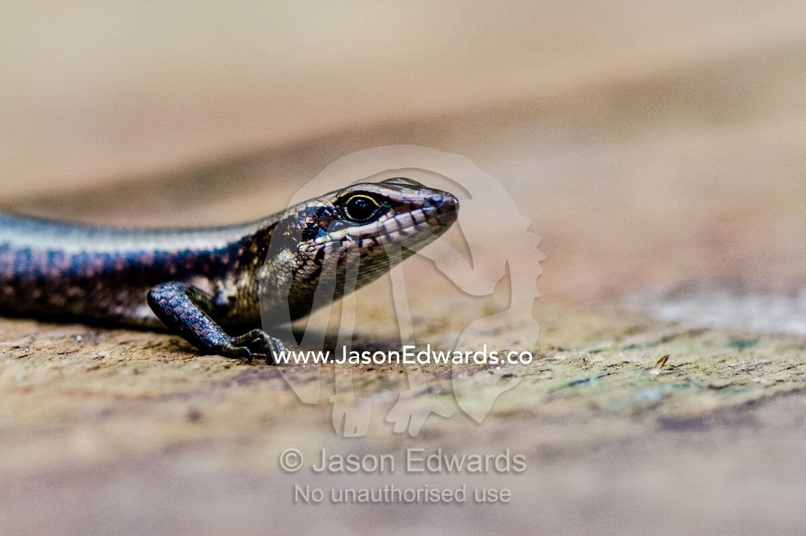 An African Striped Skink emerges from a pine boardwalk to bask in the sun. Unguja Island, Jozani Chwaka Bay National Park, Zanzibar, Tanzania.