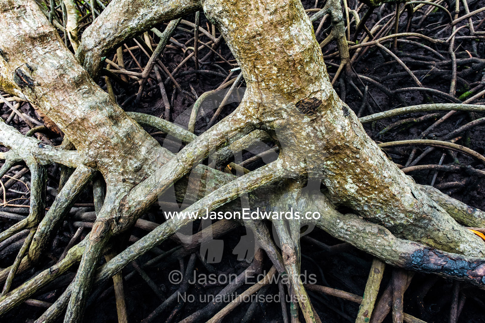 The tangled tree root system of a mangrove forest anchored into the mud of a tidal swamp. Unguja Island, Jozani Chwaka Bay National Park, Zanzibar, Tanzania.